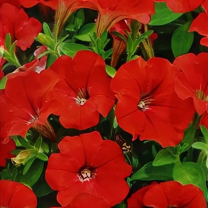 Петуния красная шапочка f1 суперкаскадная. Петуния суперкаскадная синяя. Петуния суперкаскадная f1. Петуния красная шапочка f1 суперкаскадная. Петуния суперкаскадная красная f1.