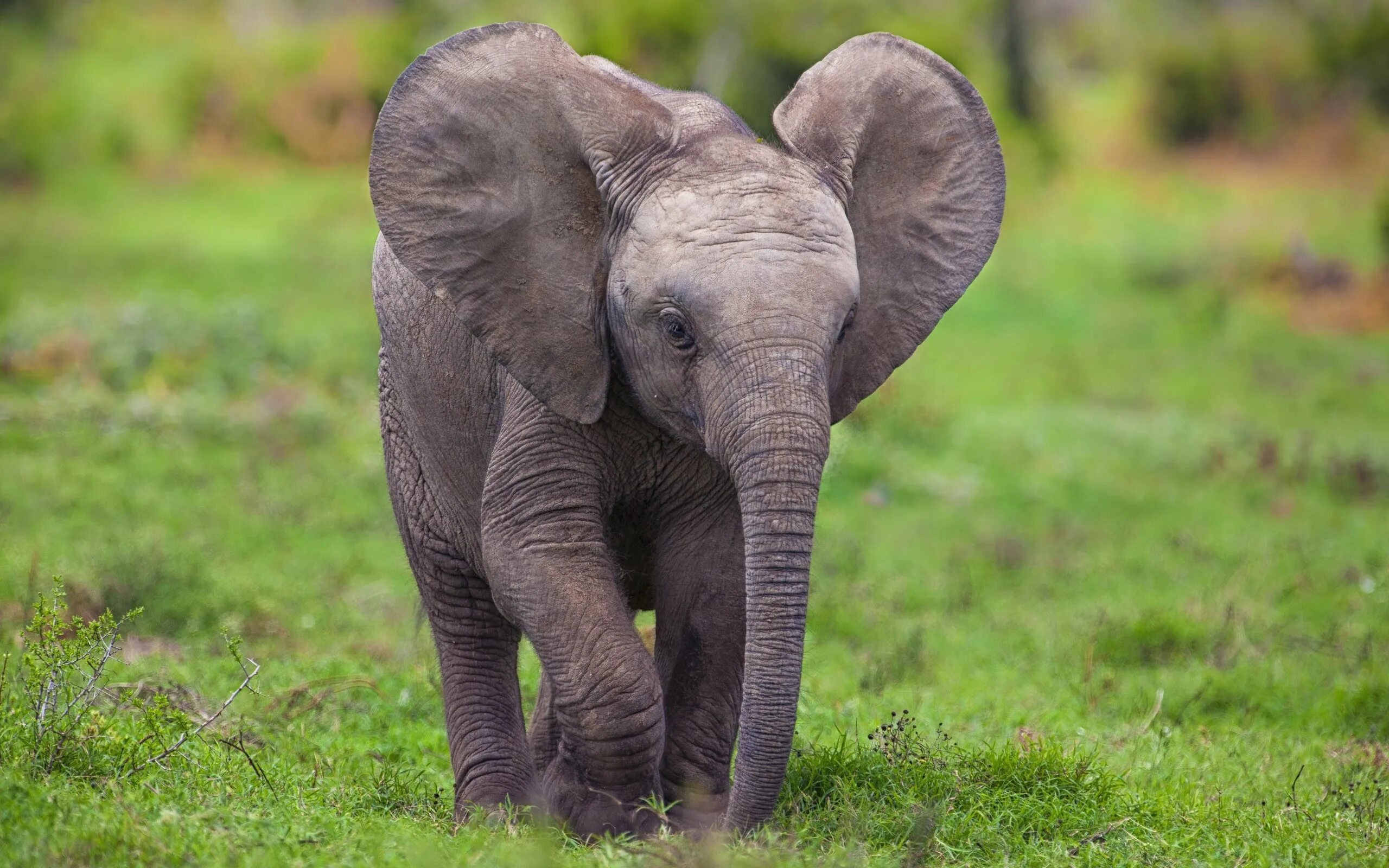 Elephant present. Слоненок. Маленький Слоник. Слон и Слоненок. Маленькие слоны.