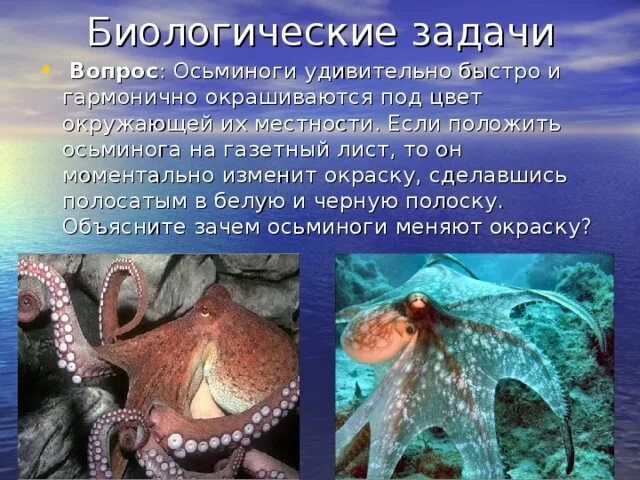 Осьминог интересные факты. Головоногие моллюски это презентация по биологии. Интересные факты о осьминогах. Факты о осьминогах. Осьминоги иногда бьют рыб.