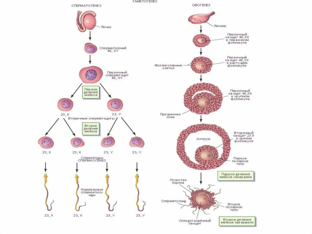 Развитие женских половых клеток происходит в. Овогенез. Размножение овогенез. Овогенез эмбриология. Процесс овогенеза.