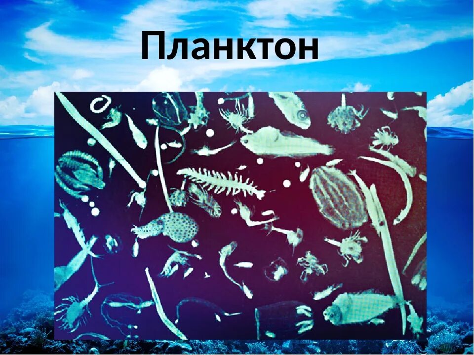 Что такое планктон 5 класс. Планктон Нектон бентос. Планктон это в биологии. Фитопланктон размер. Планктон в океане рисунок.