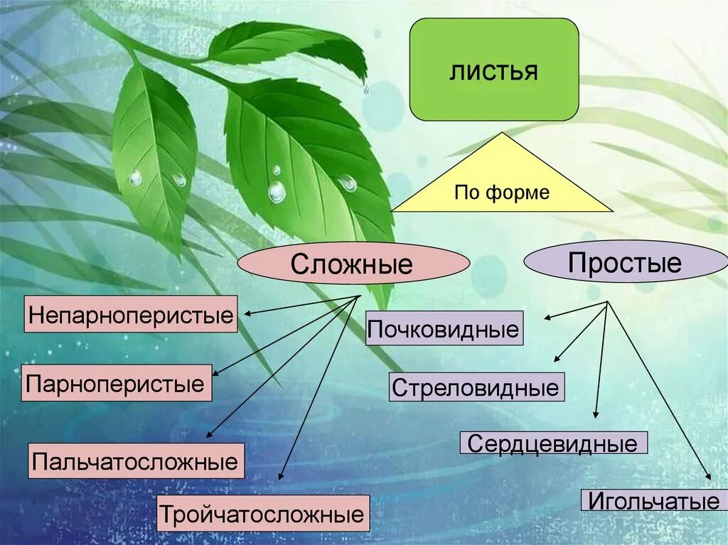 Внешнее строение листа 6 класс. Внешнее строение листа 6 класс биология. Строение листа биология. Внешнее строение листа 6 класс биология таблица. Контрольная лист 6 класс биология