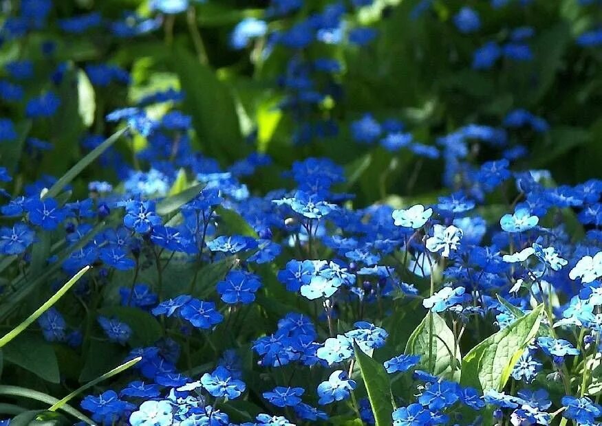 Омфалодес весенний (Пупочник) (omphalodes Verna). Пупочник весенний omphalodes. Многолетник Пупочник весенний omphalodes Verna. Трава с голубыми цветами на ш