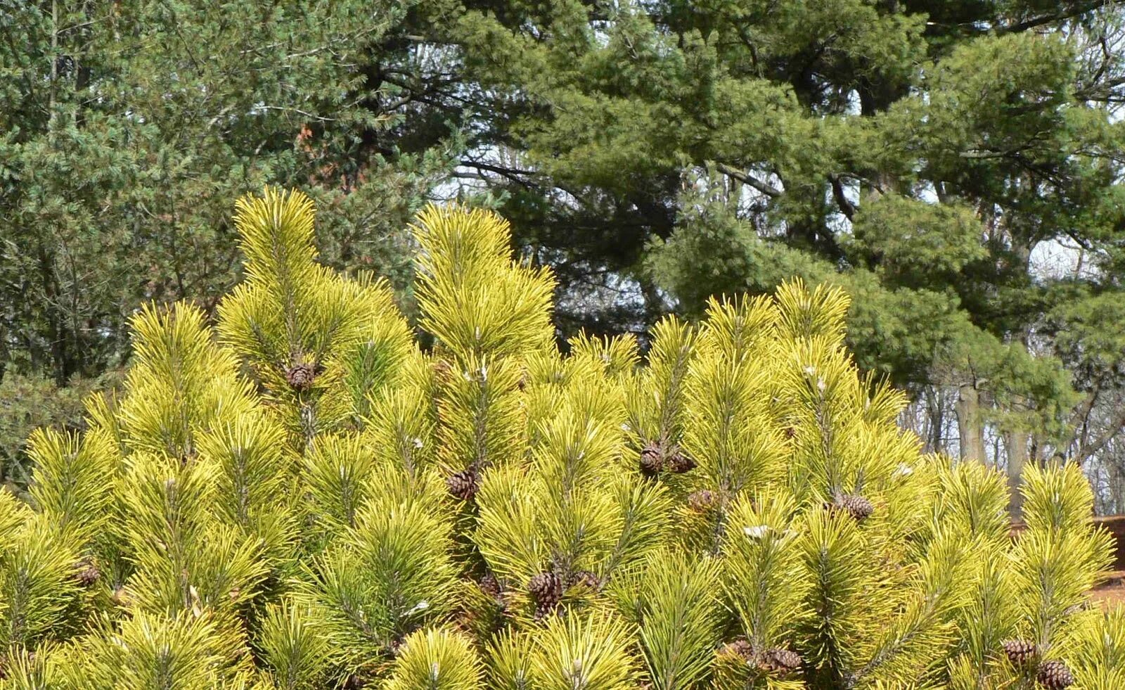 Pinus contorta chief joseph. Желтая хвойные. Сосна скрученная (pinus contorta "chief joseph"). Сосна тейлор санберст. Сосна contorta chief joseph.
