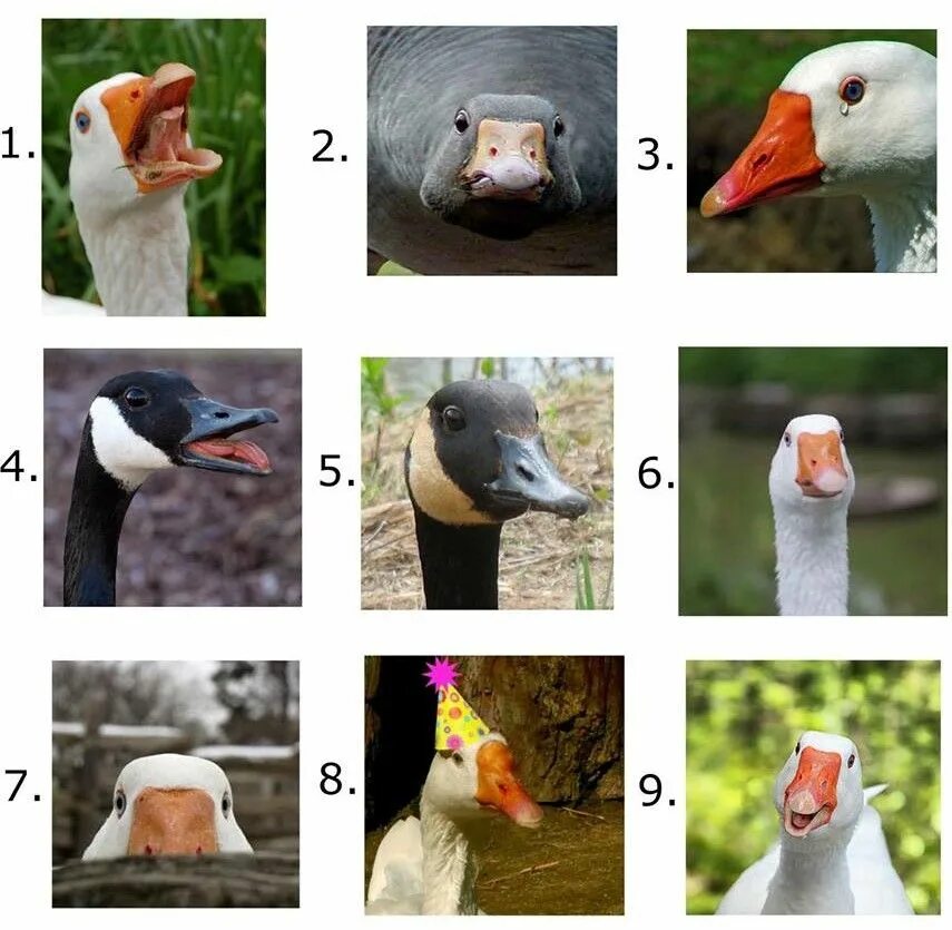 Which meme are you. Which are you today. which one are you today. which meme are you today. which mood are you today.