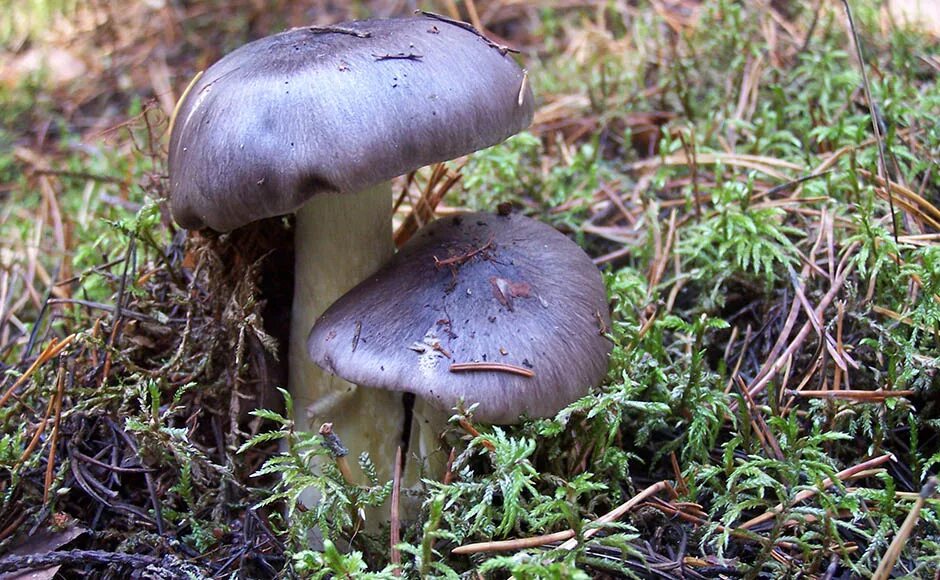 гриб серая рядовка серушка. рядовки. рядовка серая вишневский. грибы пластинчатые рядовки. рядовка вкусная.