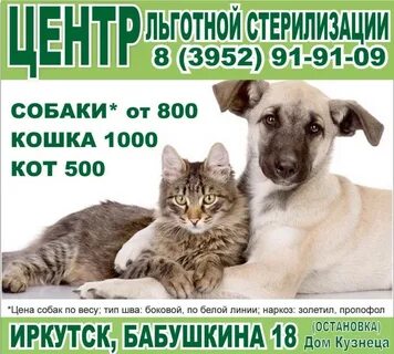 Помощь животным орск