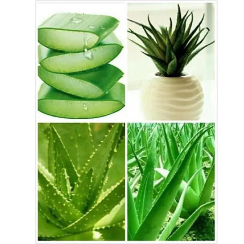 Aloe vera купить