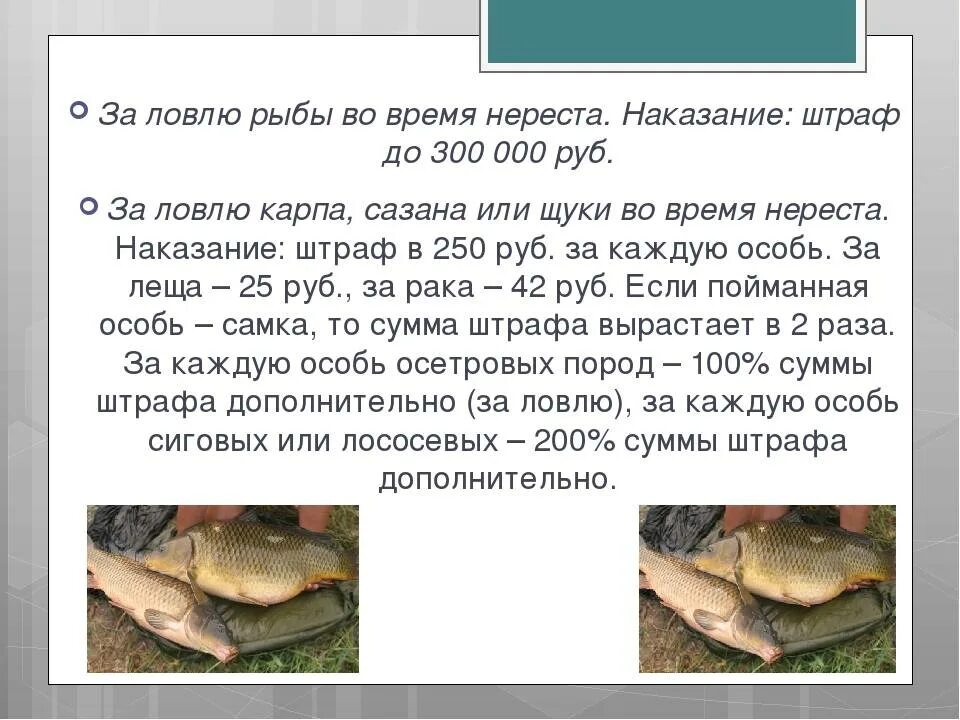 Нерестовый запрет в ленинградской области. Штраф за ловлю рыбы. Штраф за ловлю рыбы в запрет. Штрафы за незаконный лов рыбы. Штрафы за ловлю рыбы сетями.