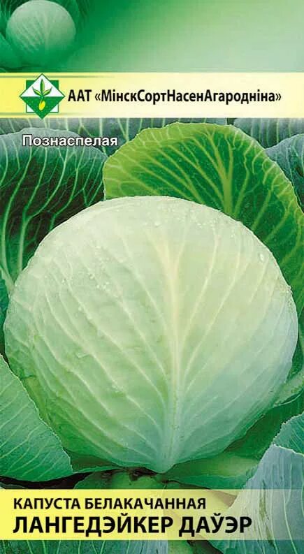 Капуста белокачанная "Лангедейкер". - Оранжерея Каменска-Уральского : Оранжерея 