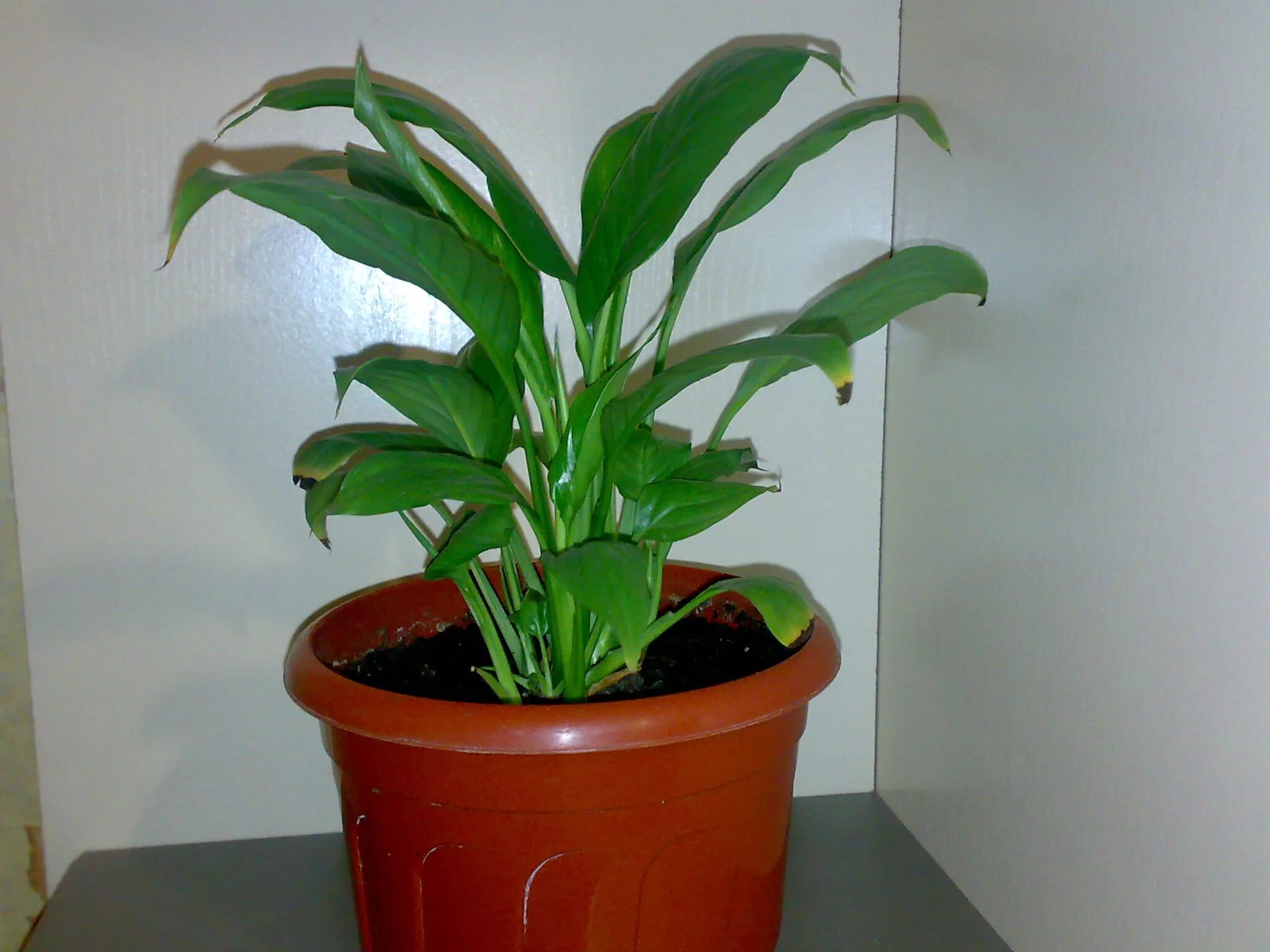 Растения домашние комнатные название. Спатифиллум эухарис. Комнатные растения эухарис спатифиллум. Эухарис Амазонская Лилия. Спатифиллум дримиопсис.