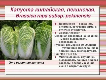 Пекинская капуста собакам