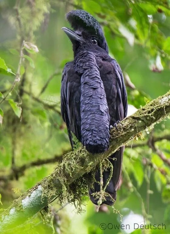 Зонтичная птица. Эквадорский ГОЛОВАЧ. Эквадорская зонтичная птица. Амазонская зонтичная птица. Длиннобородая зонтичная птица.