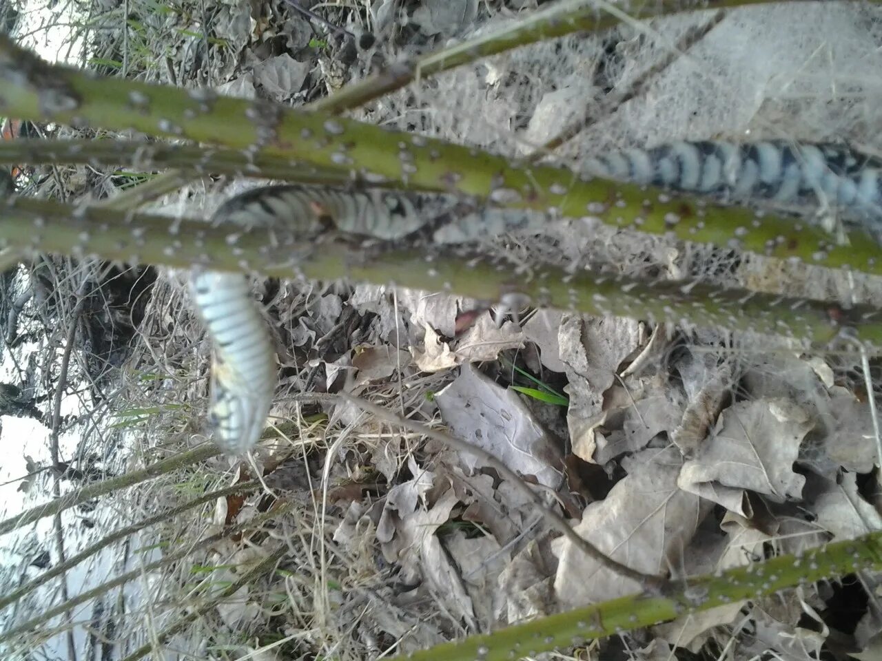 змея уж обыкновенный. уж спас. спасение ужа. встреча со змеей. уж спас.