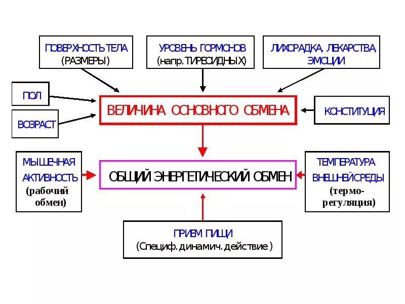 Основной и общий обмен веществ в организме человека. Виды обмена в организме физиология. Основной и общий обмен схема. Основной и общий обмен энергии в организме. Основной обмен и общий обмен различия