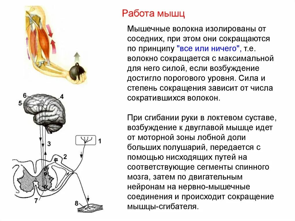 Принцип работы мышц. Принцип работы мышц человека. Двигательная работа мышц. Работа мышц контролируется. Работа мышцы зависит