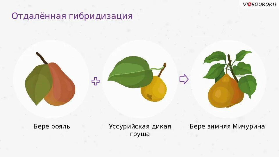 Скрещивания разных