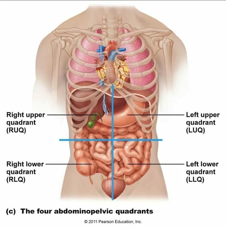 Расположение внутренних органов человека в брюшной. Органы человека. Анатомия ребер и органов брюшной полости. Брюшная полость человека в картинках. Анатомия человека с ребрами и органами.