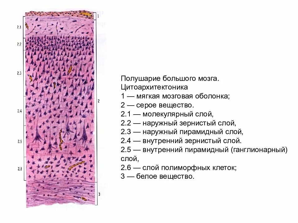 Слои клеток головного мозга. Слои коры головного мозга гистология. Слои коры головного мозга гистология препарат.