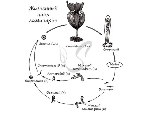 Схема ламинарии. Цикл развития бурых водорослей схема. Цикл ламинарии схема. Жизненный цикл ламинарии схема. Жизненный цикл бурых водорослей схема.