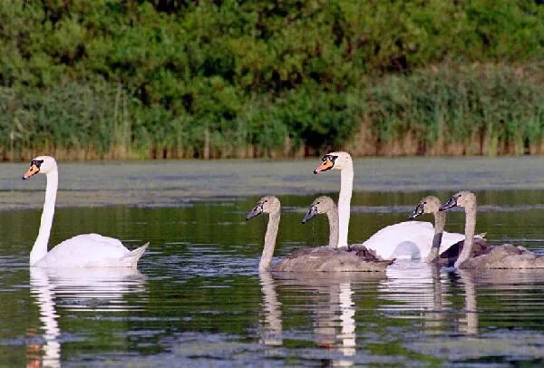 республиканский биологический заказник лебяжий. заповедник лебяжий. лебяжий пруд минск. заказник лебяжий ленинградская область. заказник лебяжий ленинградская.