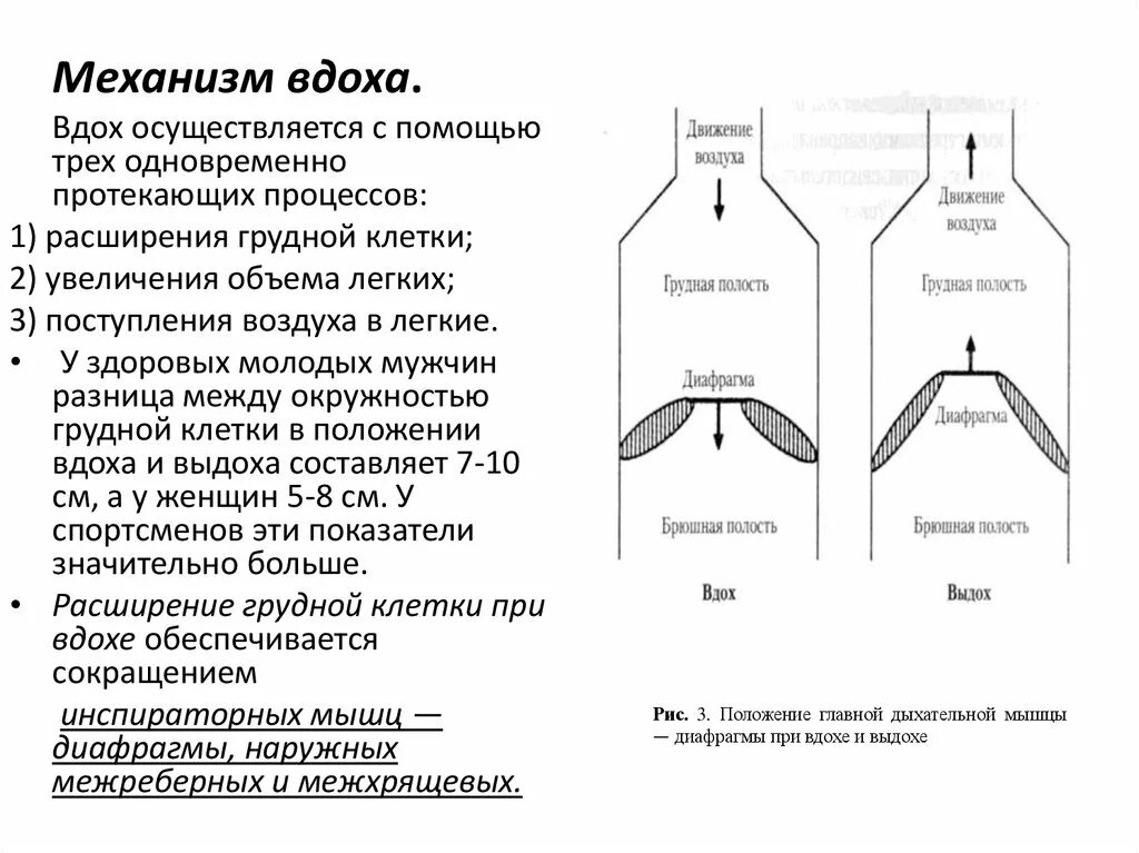 Вдох и выдох таблица. Дыхательная система человека механизм вдоха и выдоха. Схема процесса вдоха и выдоха. Механизм вдоха и выдоха таблица. Описание процесса вдоха и выдоха.