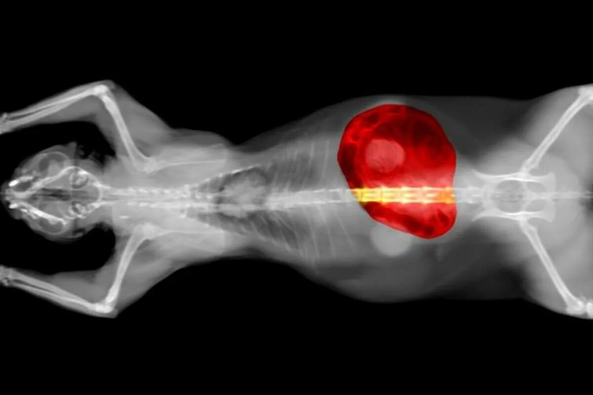 Печень кота. Рентген собаки новообразования печени.