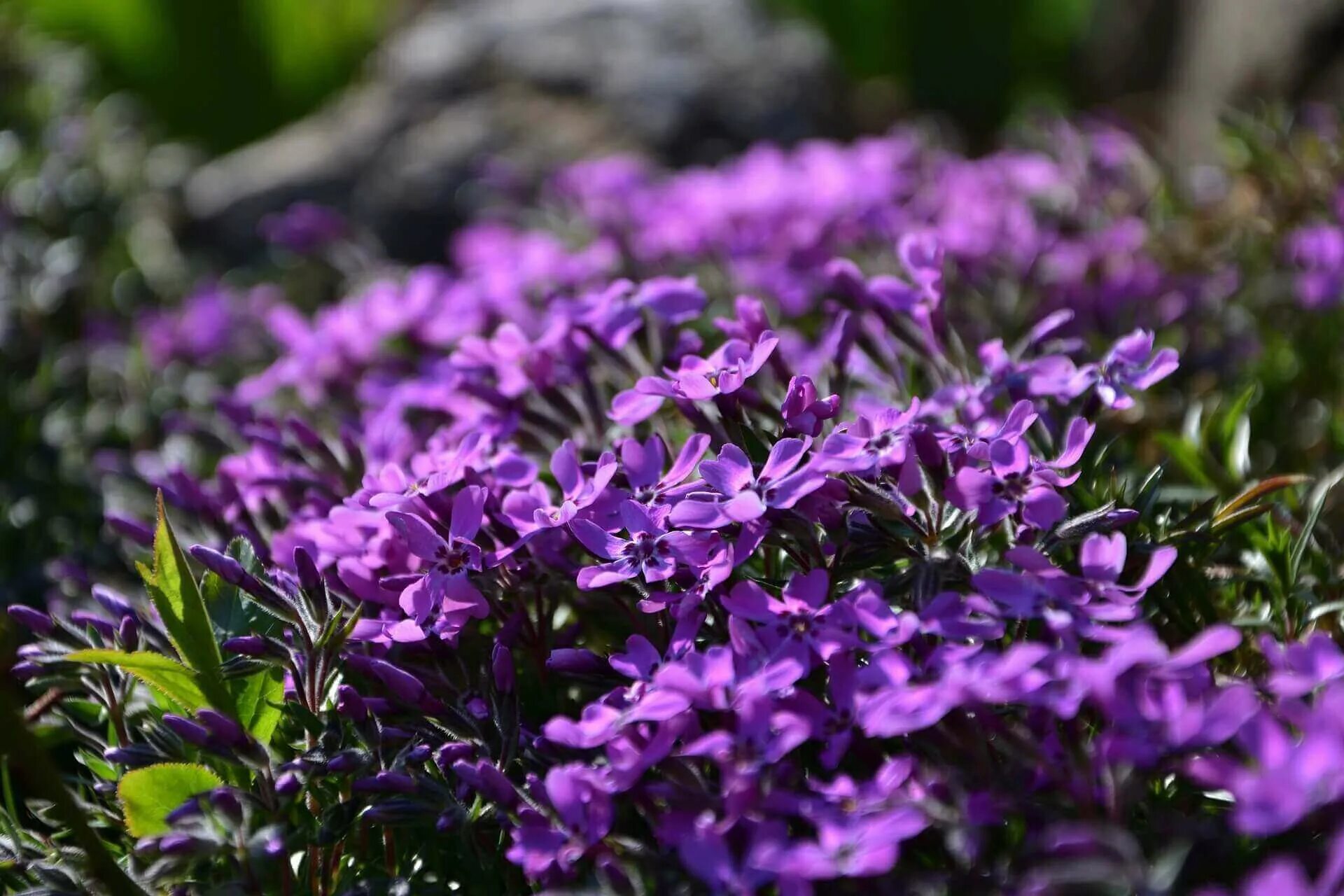 Флоксы весной. Флокс шиловидный Purple Beauty. Флокс весенний шиловидный. Флокс шиловидный голубой. Флокс шиловидный перпл Бьюти.