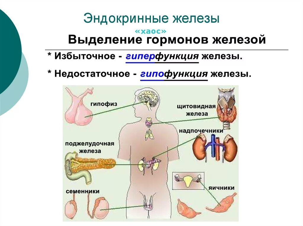 .Система желез внутренней секреции. Функции. Железы внутренней секреции человека 8 класс биология. Функции эндокринной системы 8 класс биология. Функции эндокринной системы 8 класс.