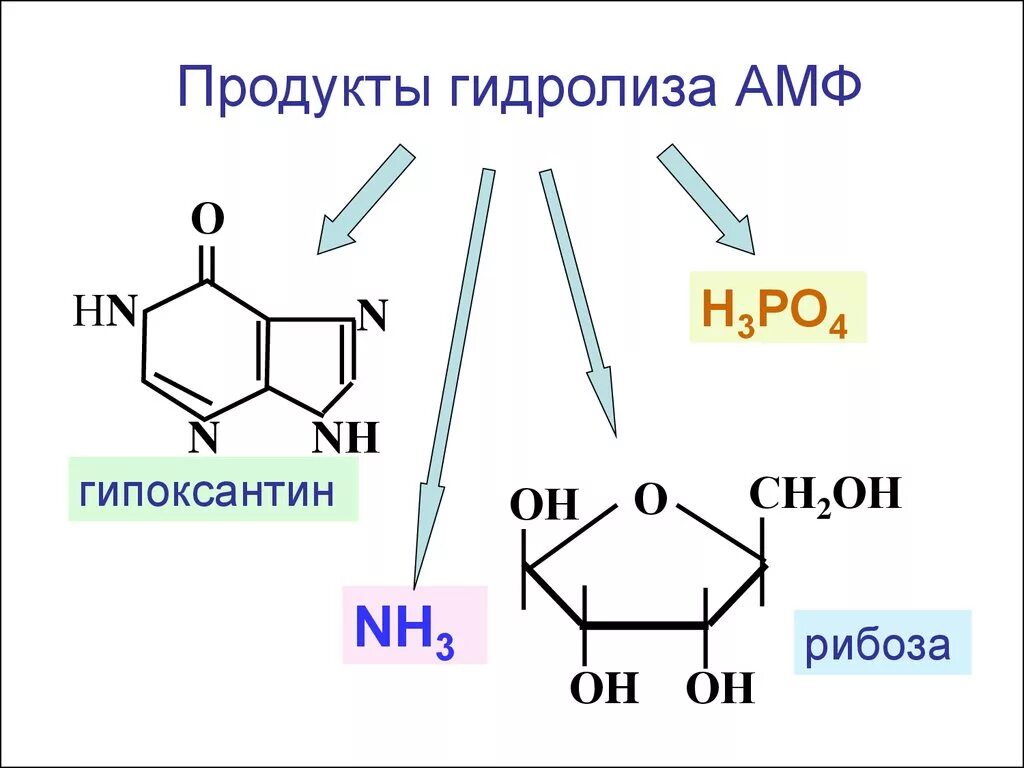 Рибоза реакция гидролиза. Гуанозин-5-монофосфата гидролиз. Гуанозинмонофосфат щелочной гидролиз. Гидролиз ГМФ. Щелочной гидролиз ГМФ.