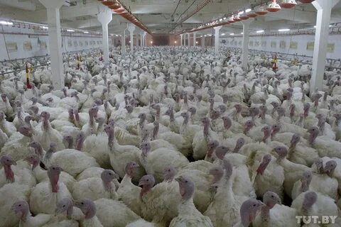 Деревня птицефабрика