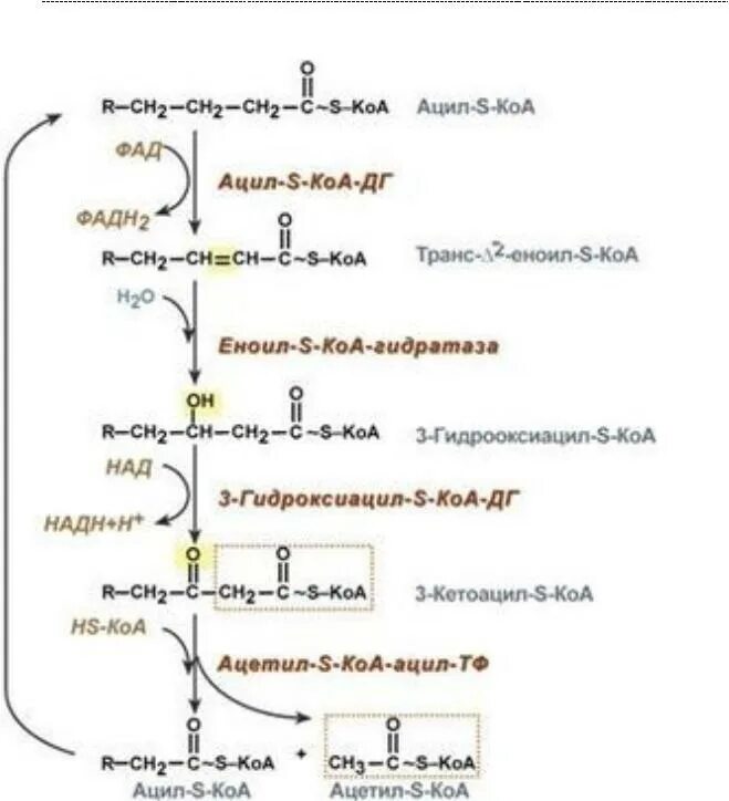 Окисление жирных кислот фермент. Окисление высших жирных кислот биохимия реакции. Реакции бета окисления жирных кислот. Один цикл бета окисления жирных кислот. Первая стадия бета окисления жирных кислот.