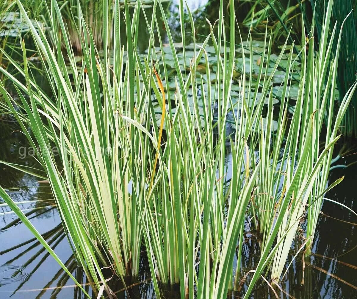 АИР болотный variegatus. АИР болотный (Acorus Calamus). АИР обыкновенный "variegatus". АИР обыкновенный - Acorus Calamus.