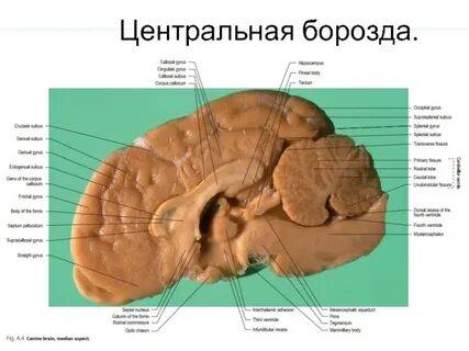 Борозда предложение