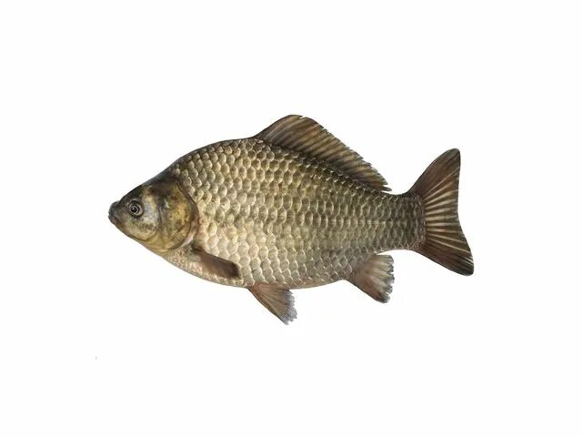 Золотой карась. Золотой, или обыкновенный карась. Карась золотой carassius carassius. Карась фото. Карась мабуна.