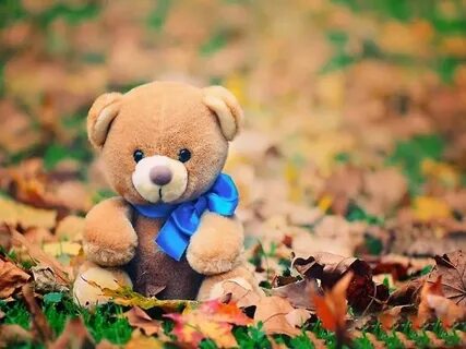 Sam is a teddy bear
