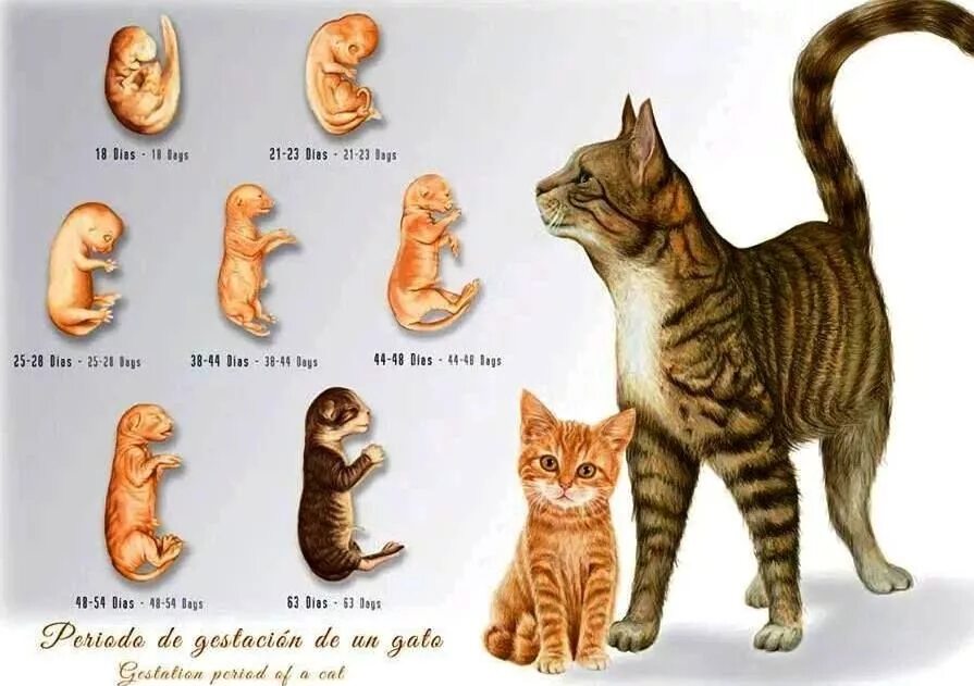 Беременность кошки по неделям. Этапы развития кошки. Этапы роста котенка. Стадии развития котенка.