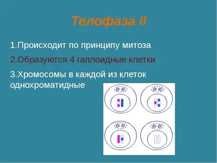 Какой хромосомный набор в телофазе митоза