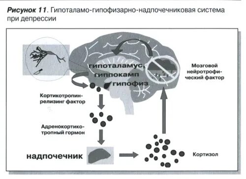 Гипоталамо надпочечниковая система. Гипоталамо гипофизарная система надпочечников. Регуляция гипоталамо-гипофизарно-надпочечниковой системы. Функции гипоталамо-гипофизарно-надпочечниковой системы при стрессе..