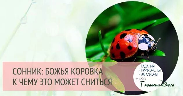 Сон коровка. К чему снится Божья коровка. Приснились Божьи коровки. Что если снится Божья коровка. Сон Божья коровка.