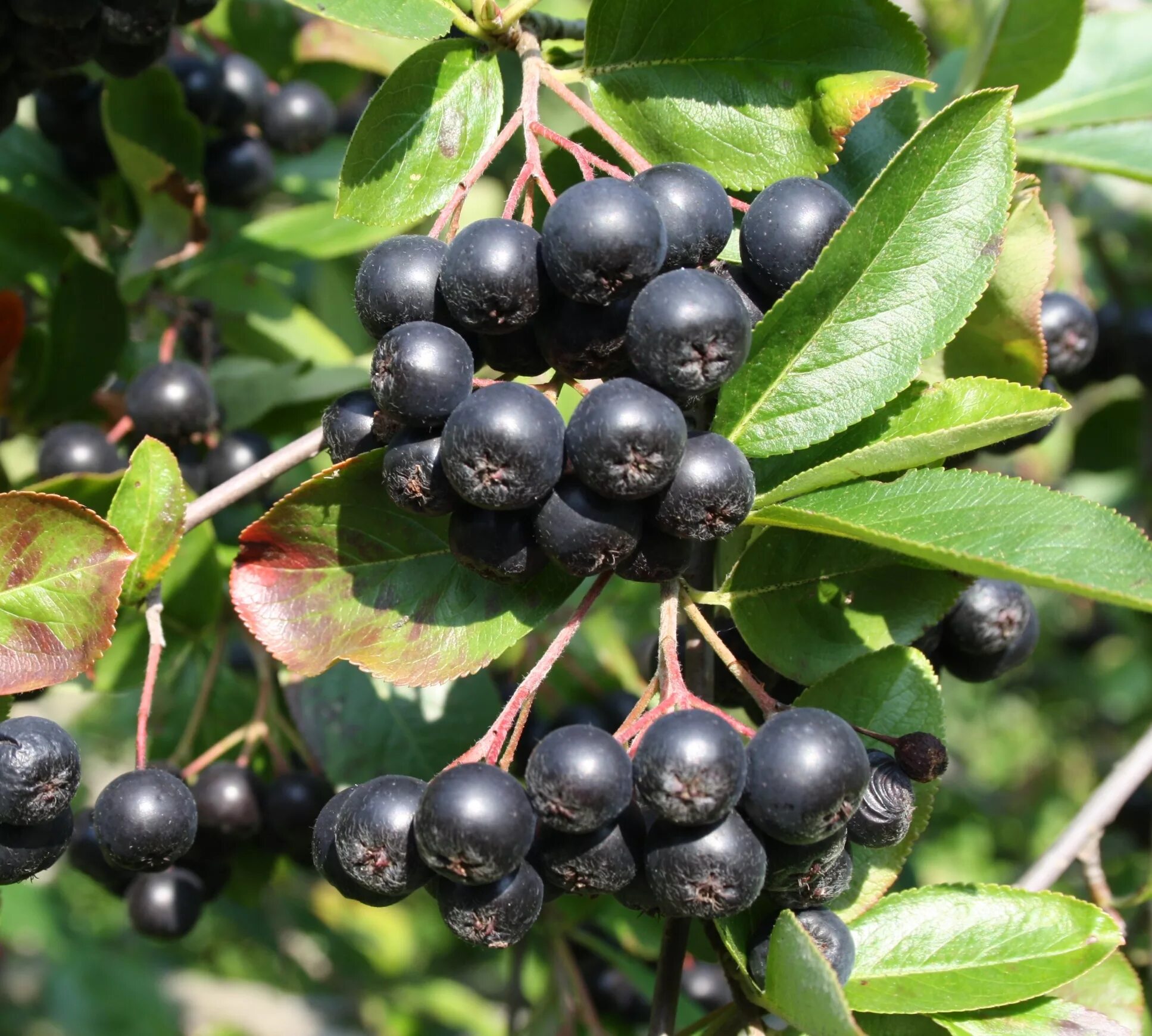 Зелено черная ягода. Арония черноплодная (Aronia melanocarpa). Арония сливолистная Викинг. Арония сливолистная. Арония черноплодная «Хугин».