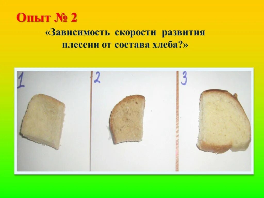 Опыт с хлебом и плесенью. Опыты с хлебом. Опыт с плесенью. Эксперимент с хлебом. Плесень 2 класс