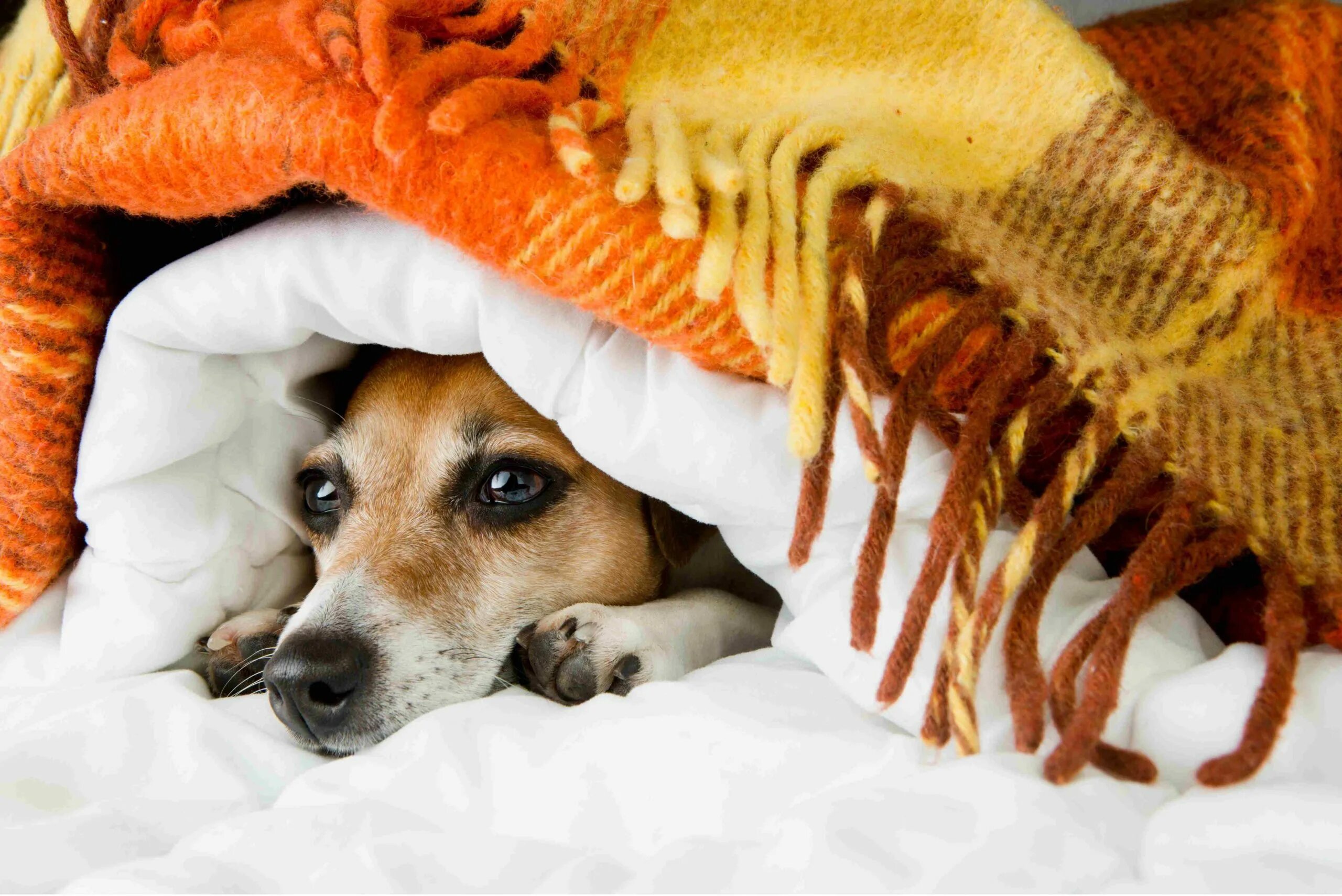 Собака дрожит дома. Собака мерзнет. Собака под одеялом. Замерзший пес.
