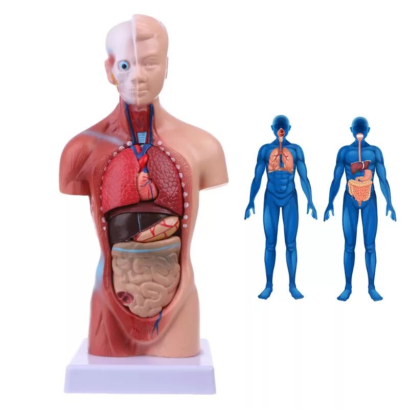 Модель органов человека. Макет "торс человека" 45см. Анатомический муляж. Анатомическая модель.