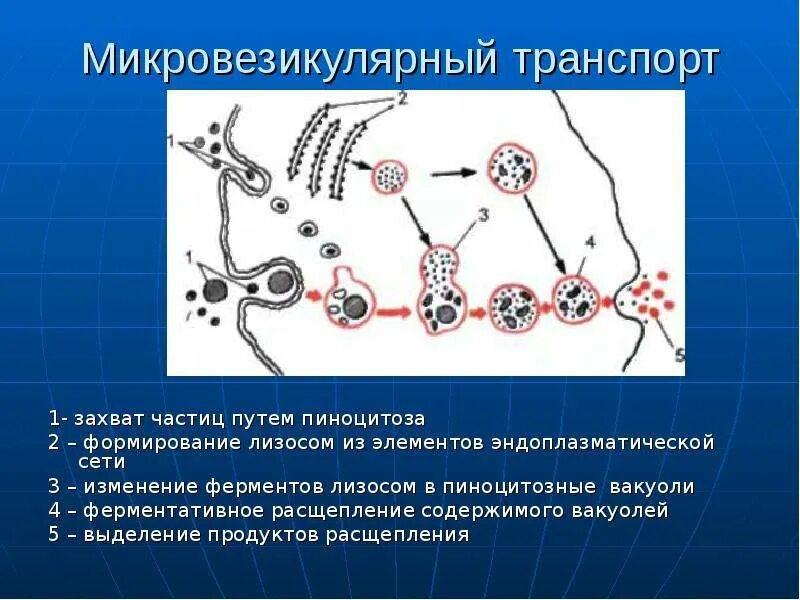 Микровезикулярный тип это. Микровезикулярный. везикулярный транспорт. виды везикулярного транспорта. схема микровезикулярного транспорта.