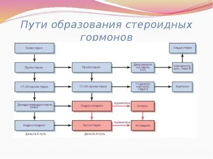 Стероидогенез