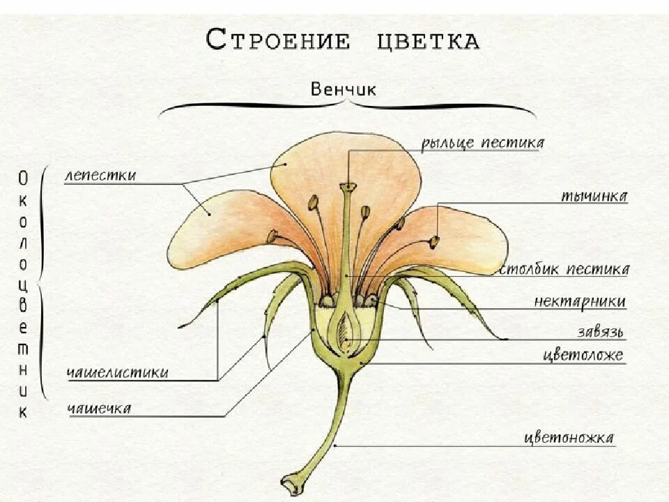 Строение цветковых рисунок. Чашелистики пестик тычинки венчик. Строение цветка схема венчик. Схема строения цветка пестик. Строение цветка покрытосеменных растений.