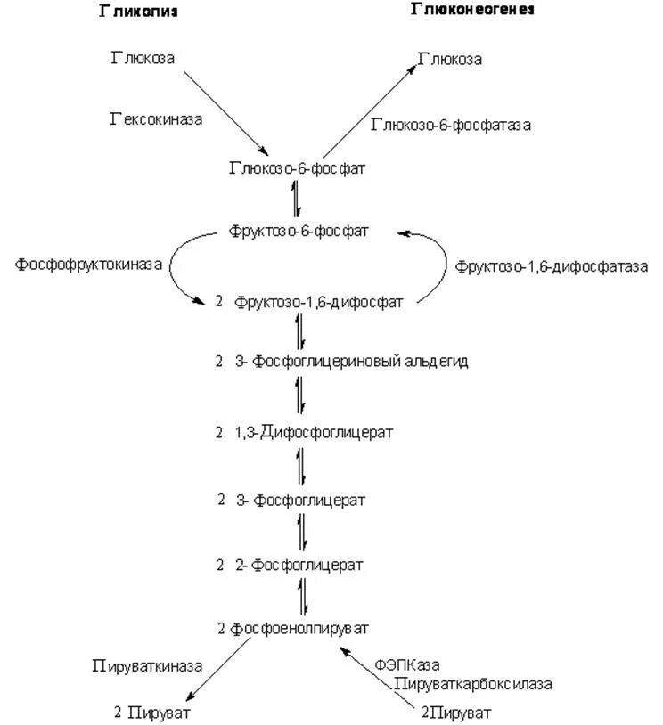 Образования глюкозы в печени. Схема глюконеогенеза биохимия. Глюконеогенез схема процесса. Схема глюконеогенеза из лактата. Схема гликолиза и глюконеогенеза.