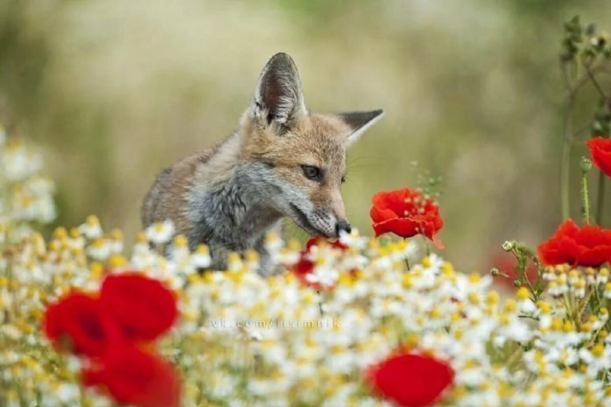 Fox цвет. Лисица в цветах. Лисы в цветах. Лисичка в цветах.