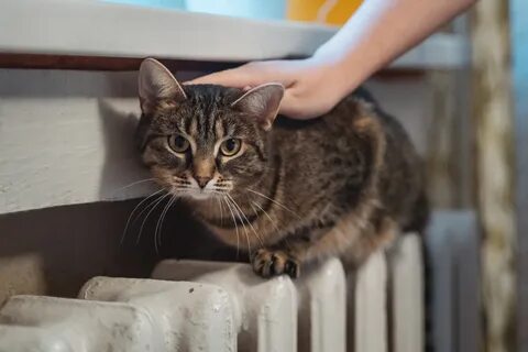 Г тверь когда включат отопление